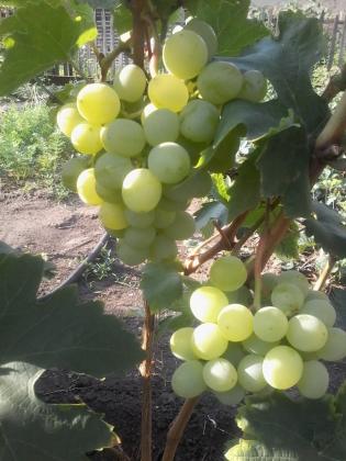 20160730_084654.jpg