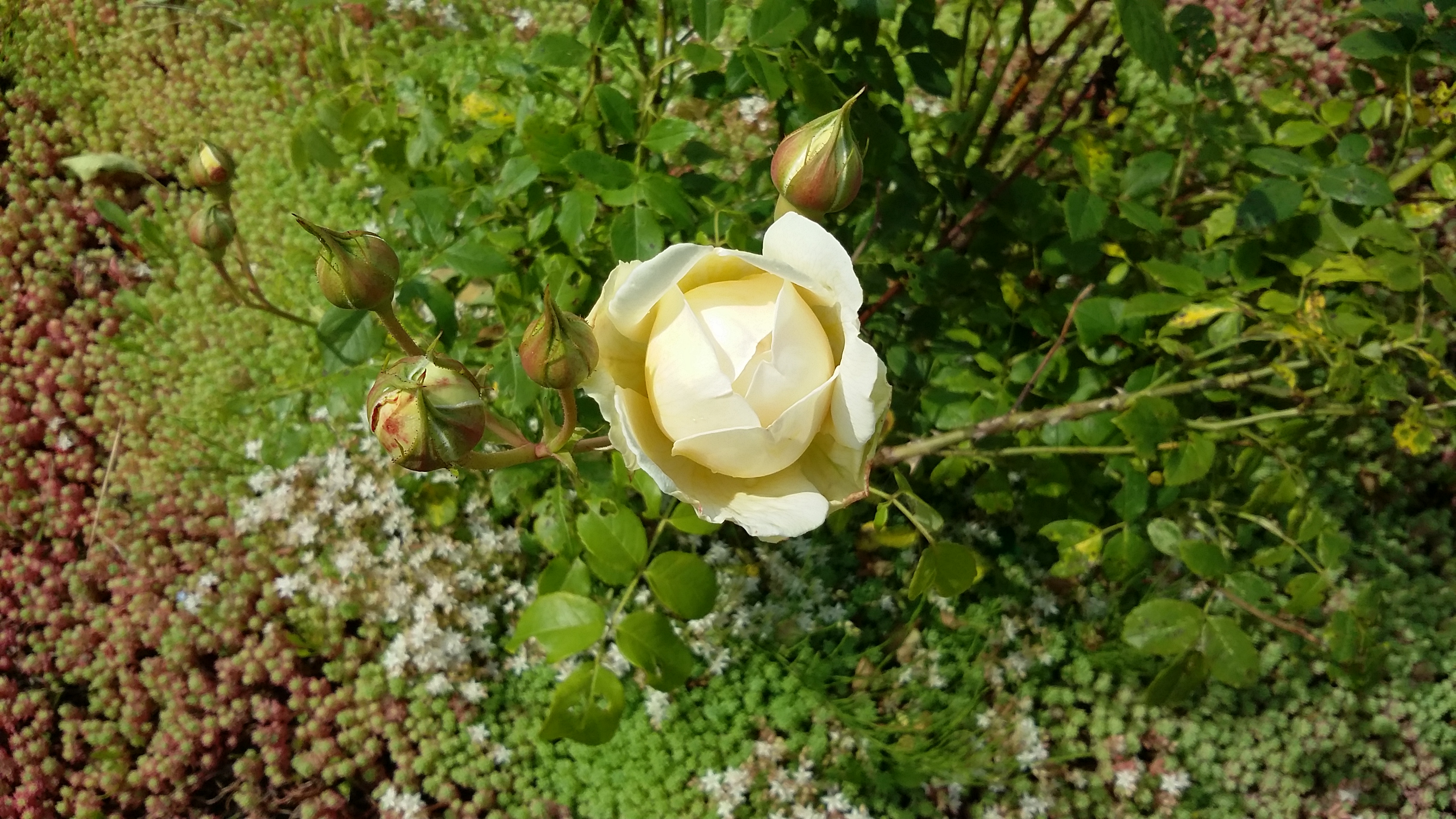 20170716_142821.jpg