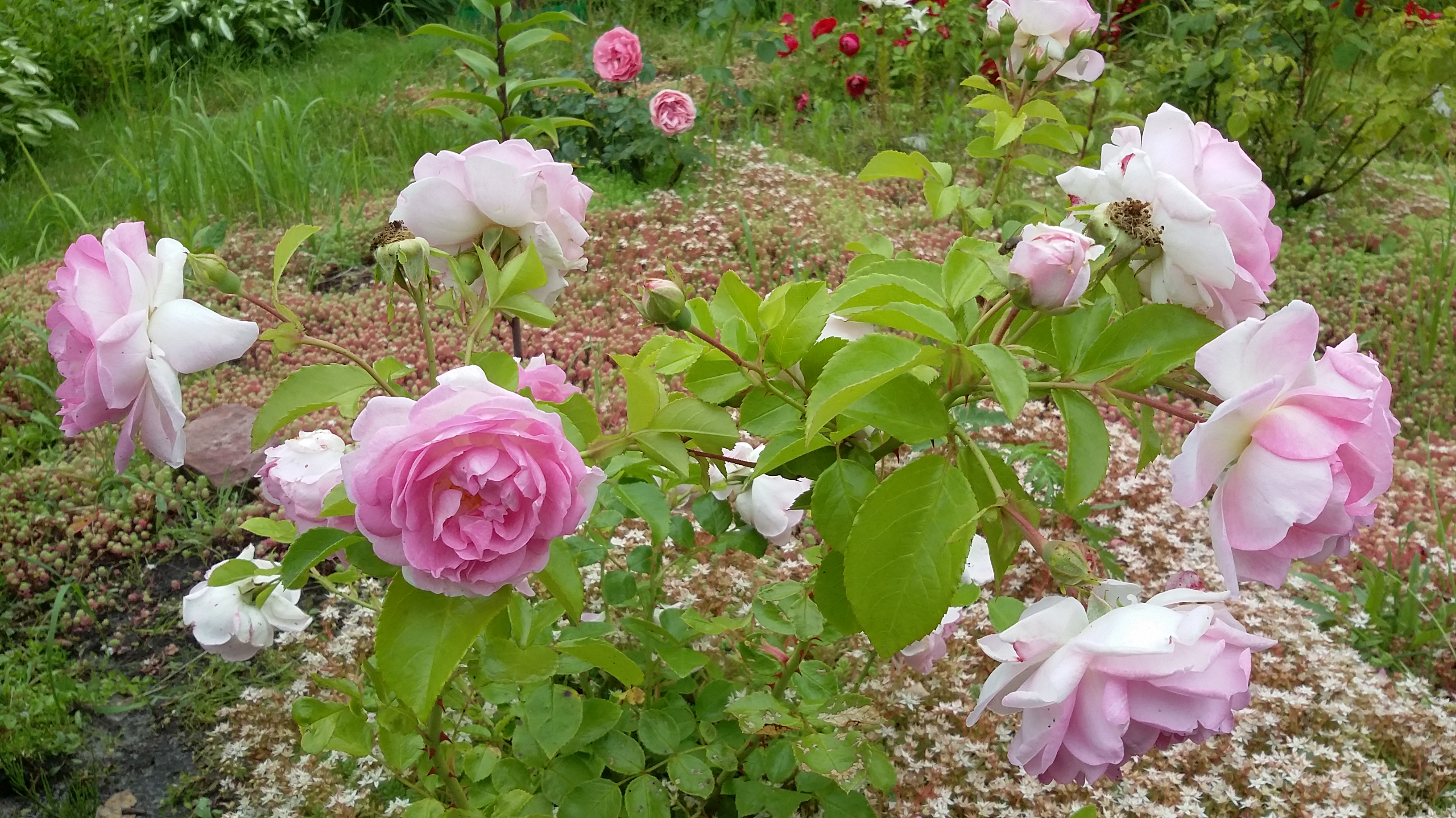 20170722_123547.jpg