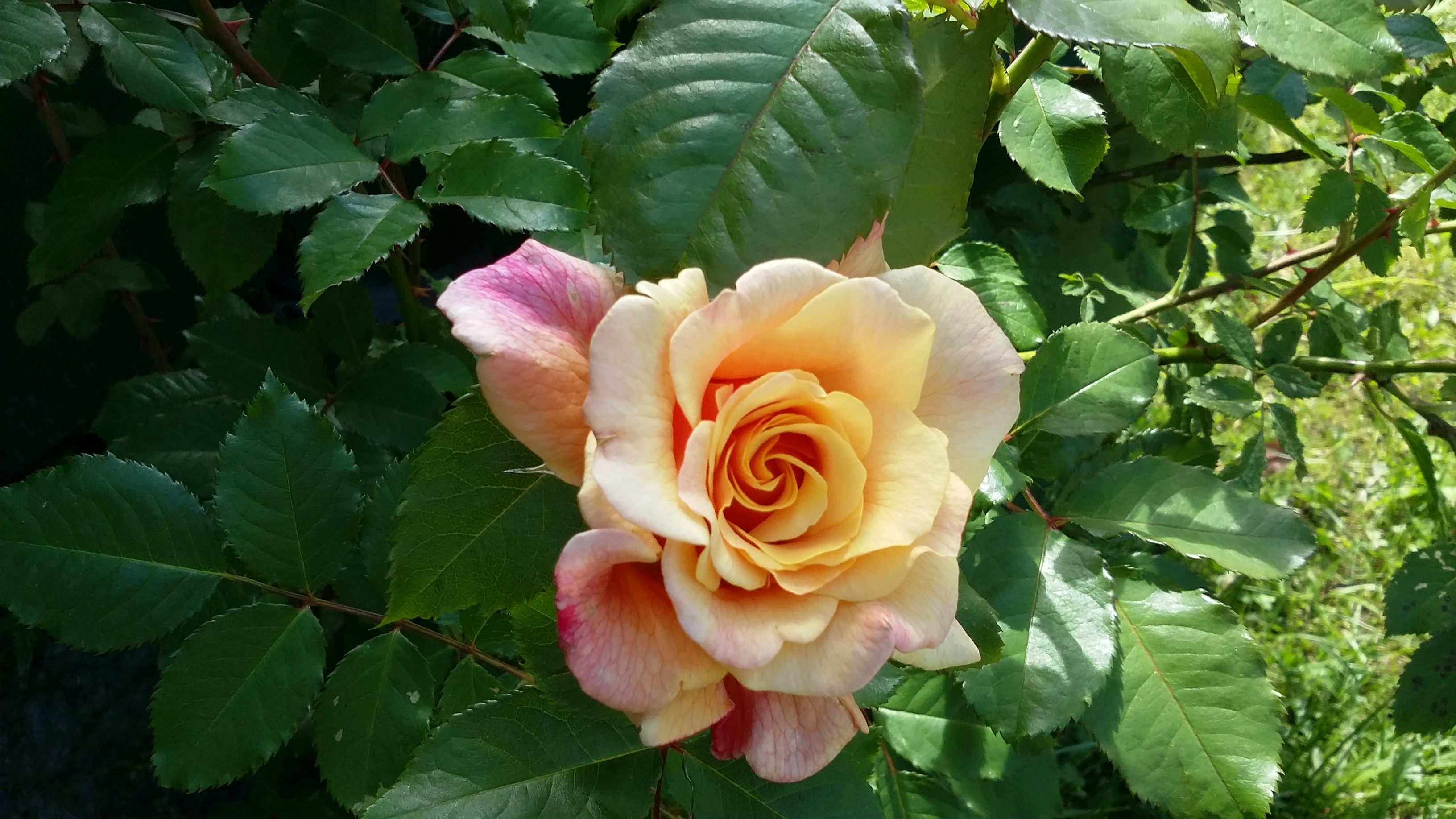 20170712_103441.jpg