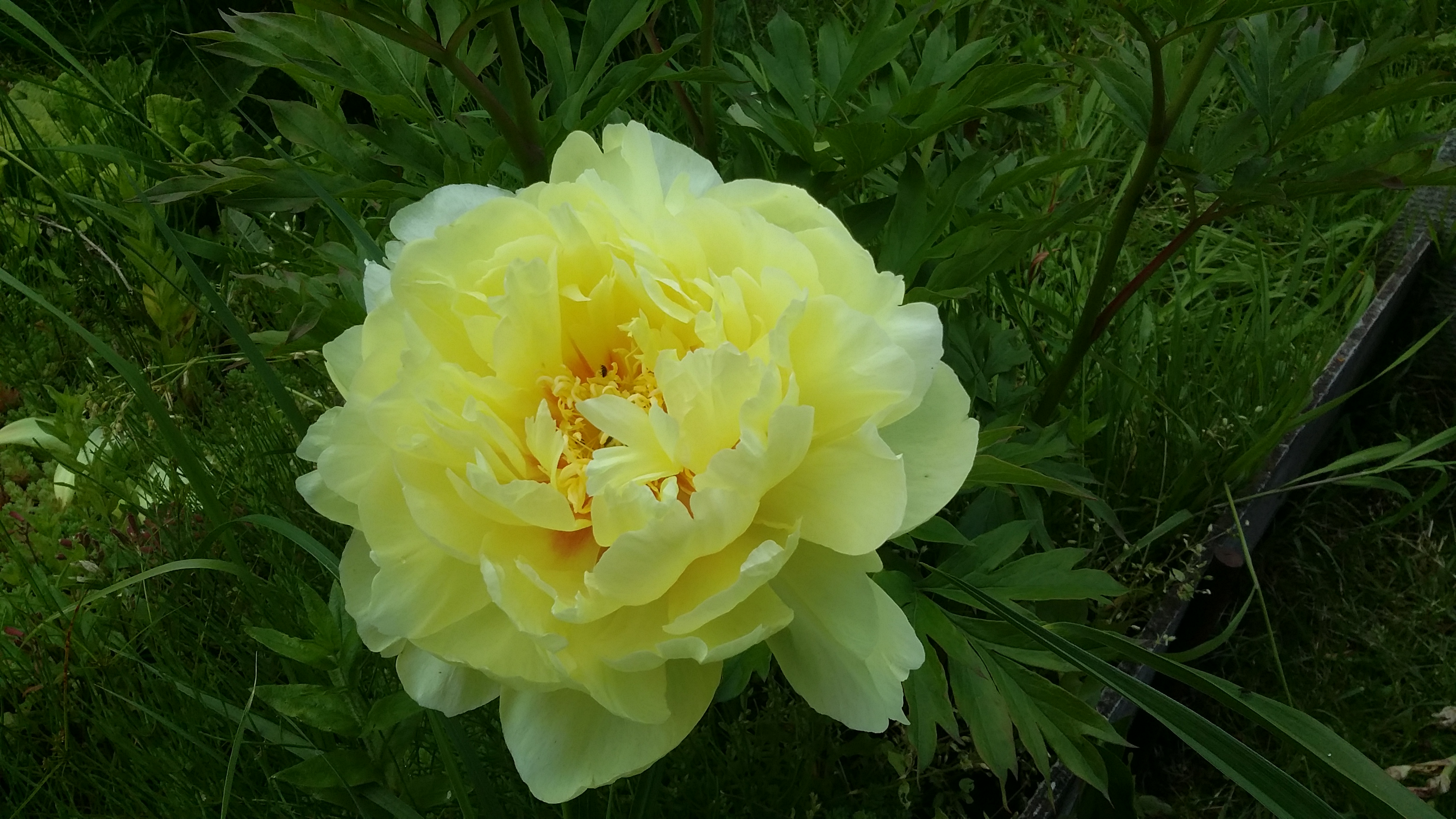 20170706_123154.jpg