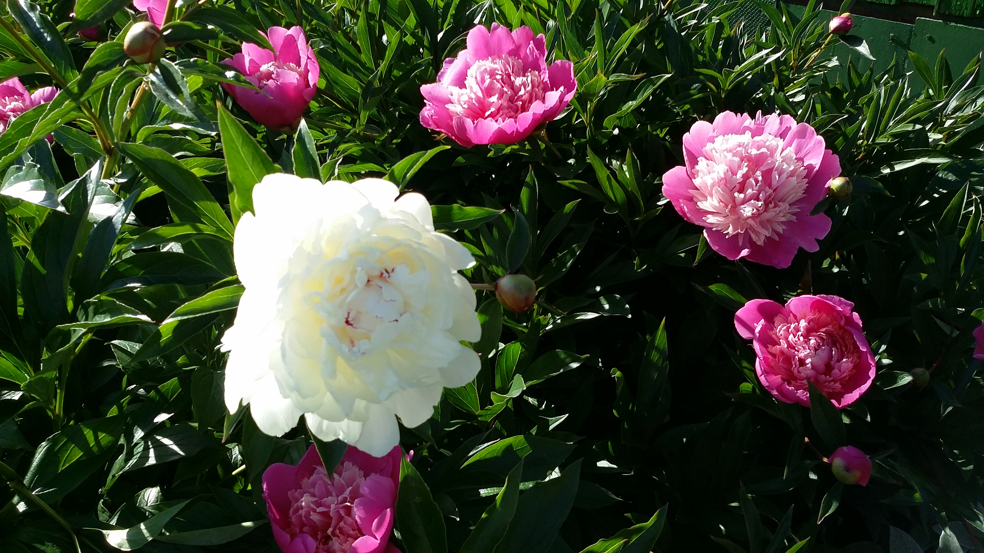 20170625_171755.jpg