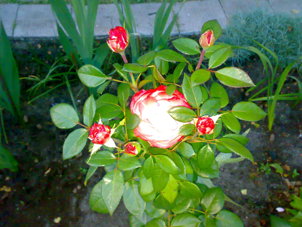 image (93).jpg