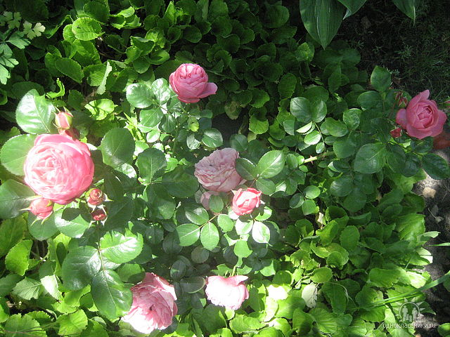 image (94).jpg