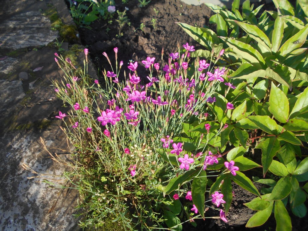 DSCN2242.JPG