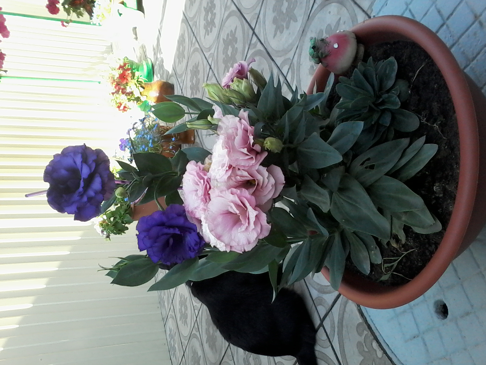 20170719_090809.jpg
