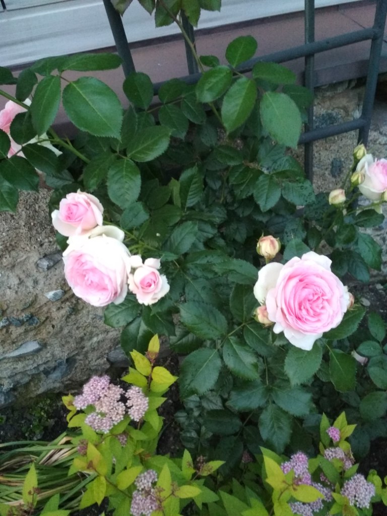 IMG_20180717_213959.jpg