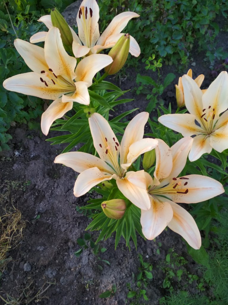 IMG_20180724_200510.jpg