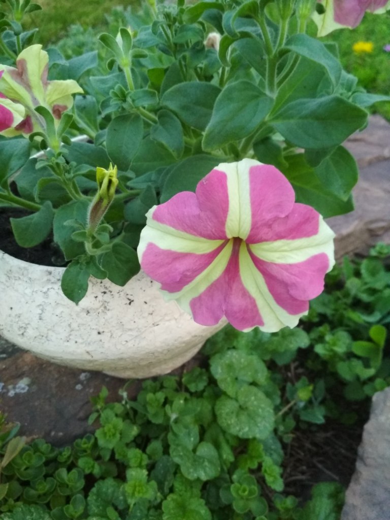 IMG_20180707_214523.jpg