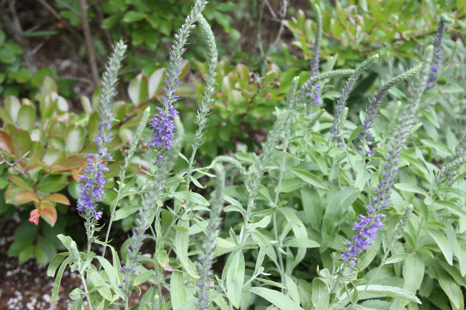 Wooly Speedwell 002.jpg