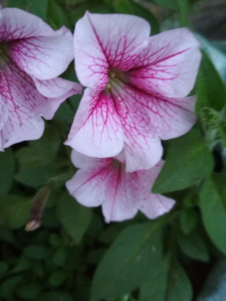 IMG_20180707_214715.jpg