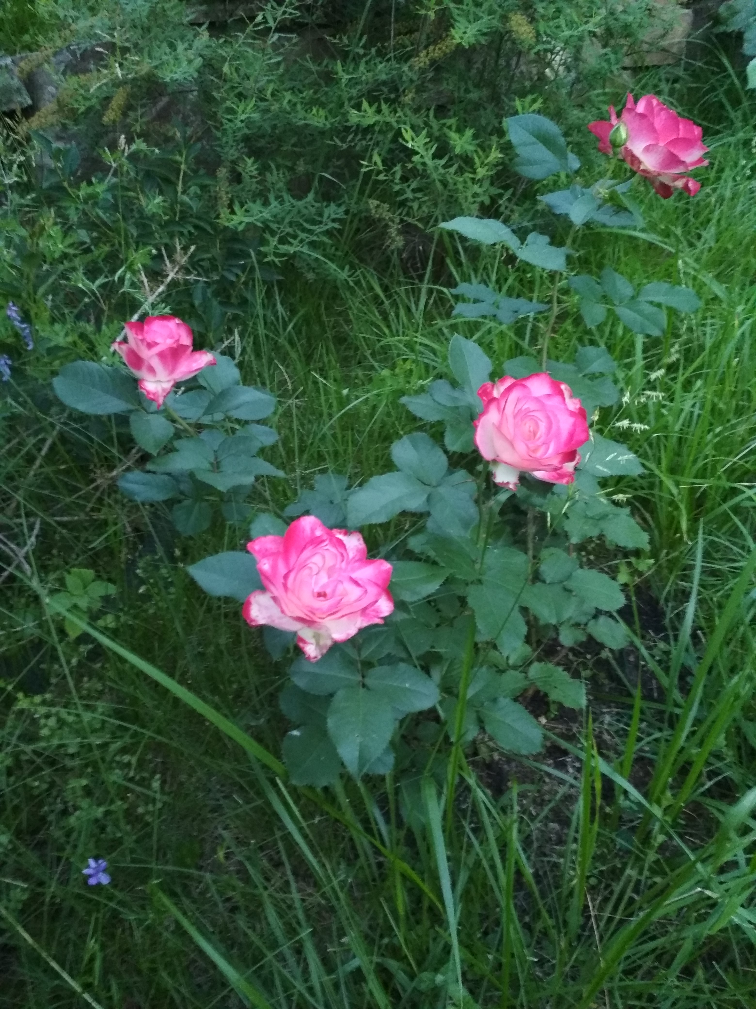 IMG_20180717_214131.jpg