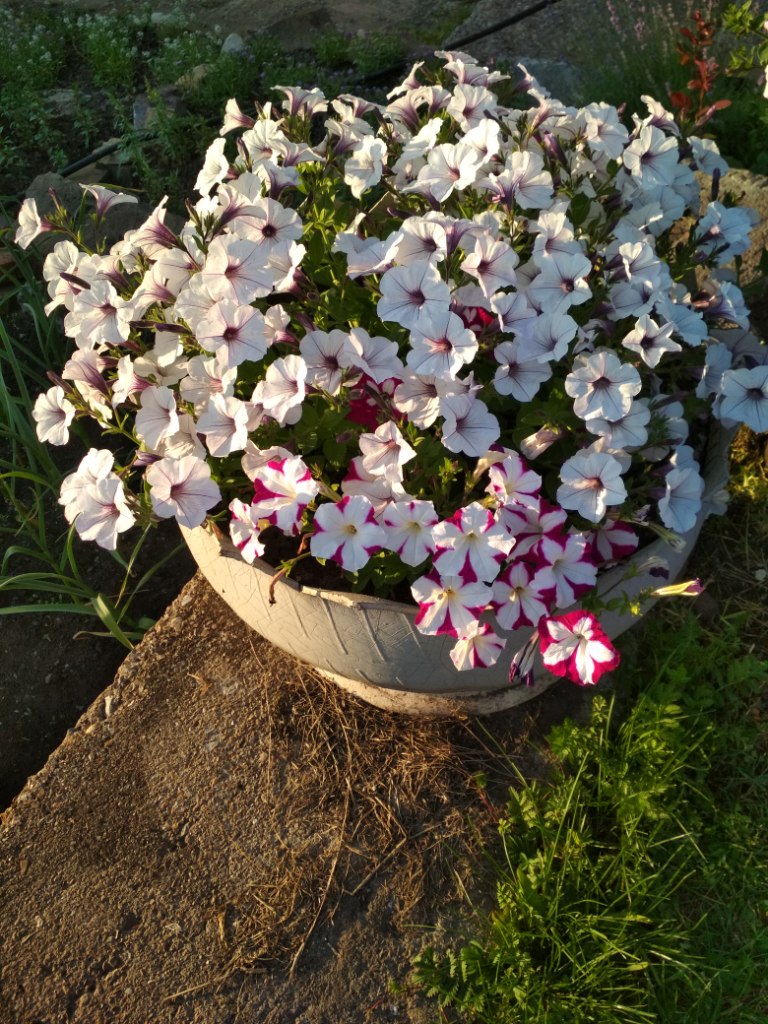 IMG_20180724_200448.jpg