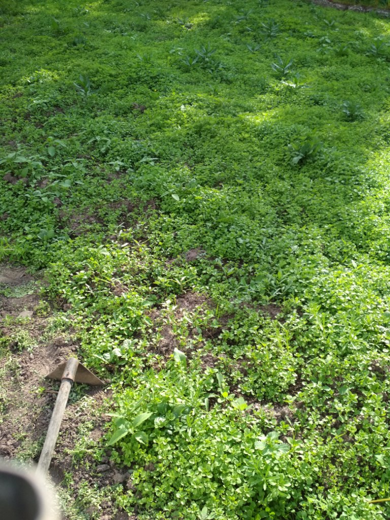 IMG_20180627_184408.jpg