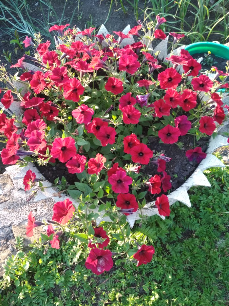 IMG_20180724_200442.jpg