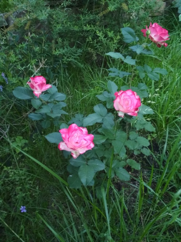 IMG_20180717_214131.jpg