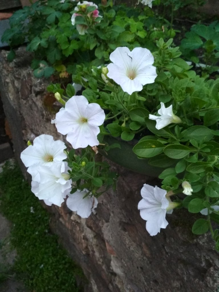 IMG_20180707_214730.jpg
