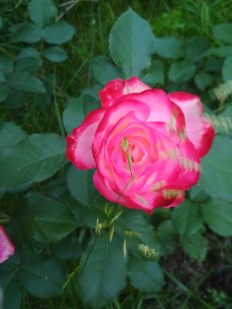 IMG_20180717_214151.jpg