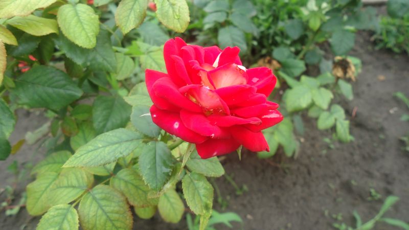 DSC01272.JPG