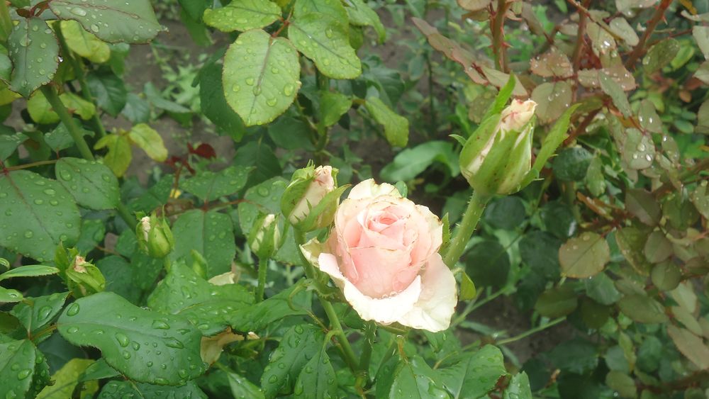 DSC01280.JPG