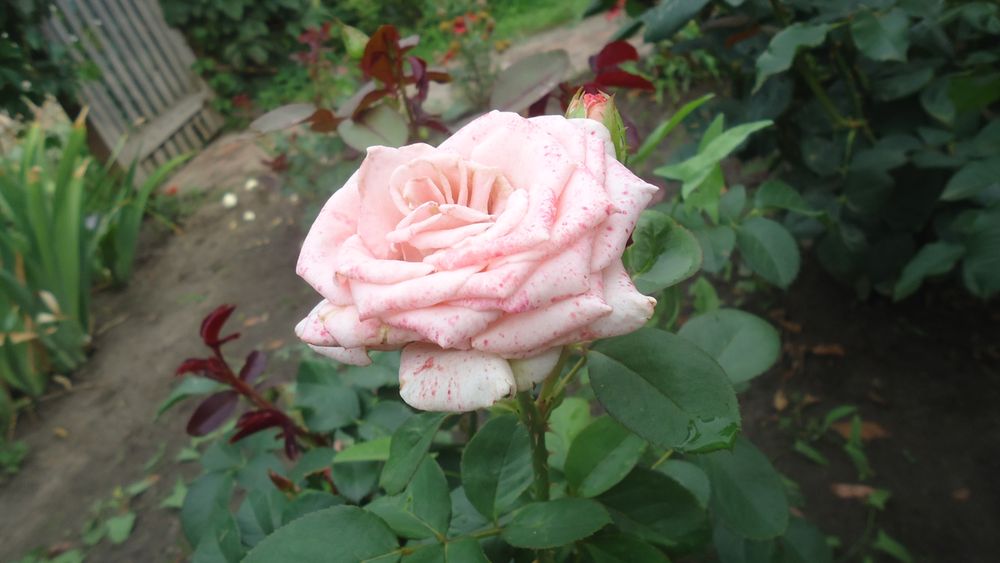 DSC01273.JPG