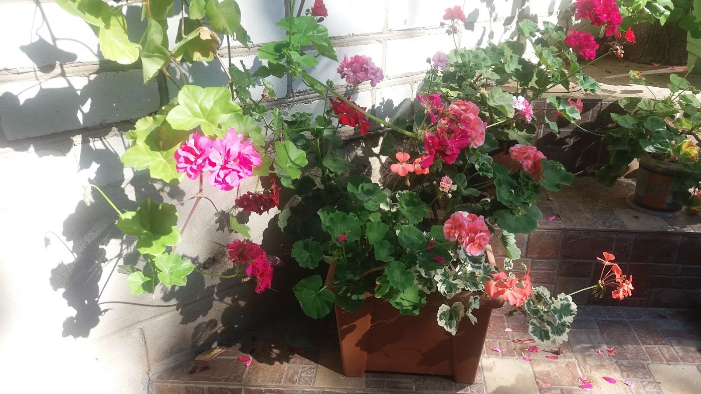 20180723_170245.jpg
