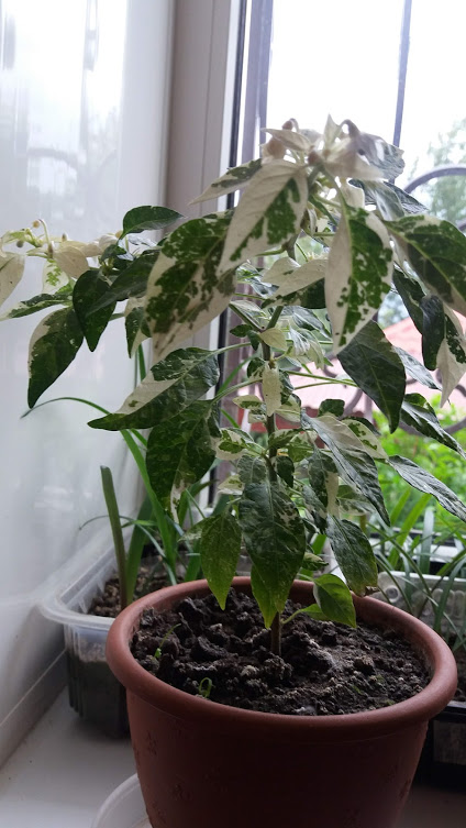 20180630_194306.jpg