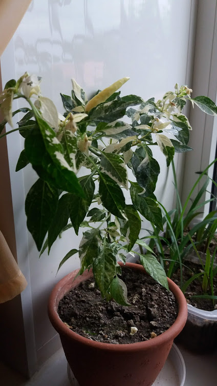 20180630_194417.jpg