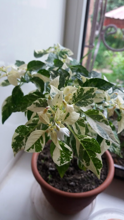 20180630_194327.jpg