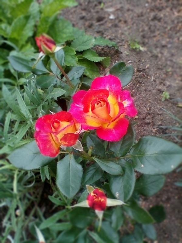 IMG_20180721_092641.jpg