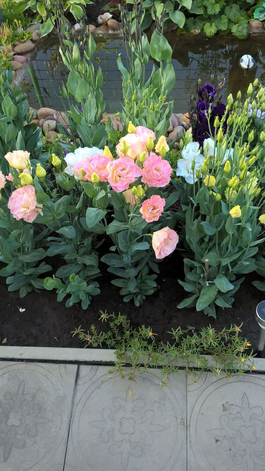WP_20180728_07_20_18_Pro.jpg
