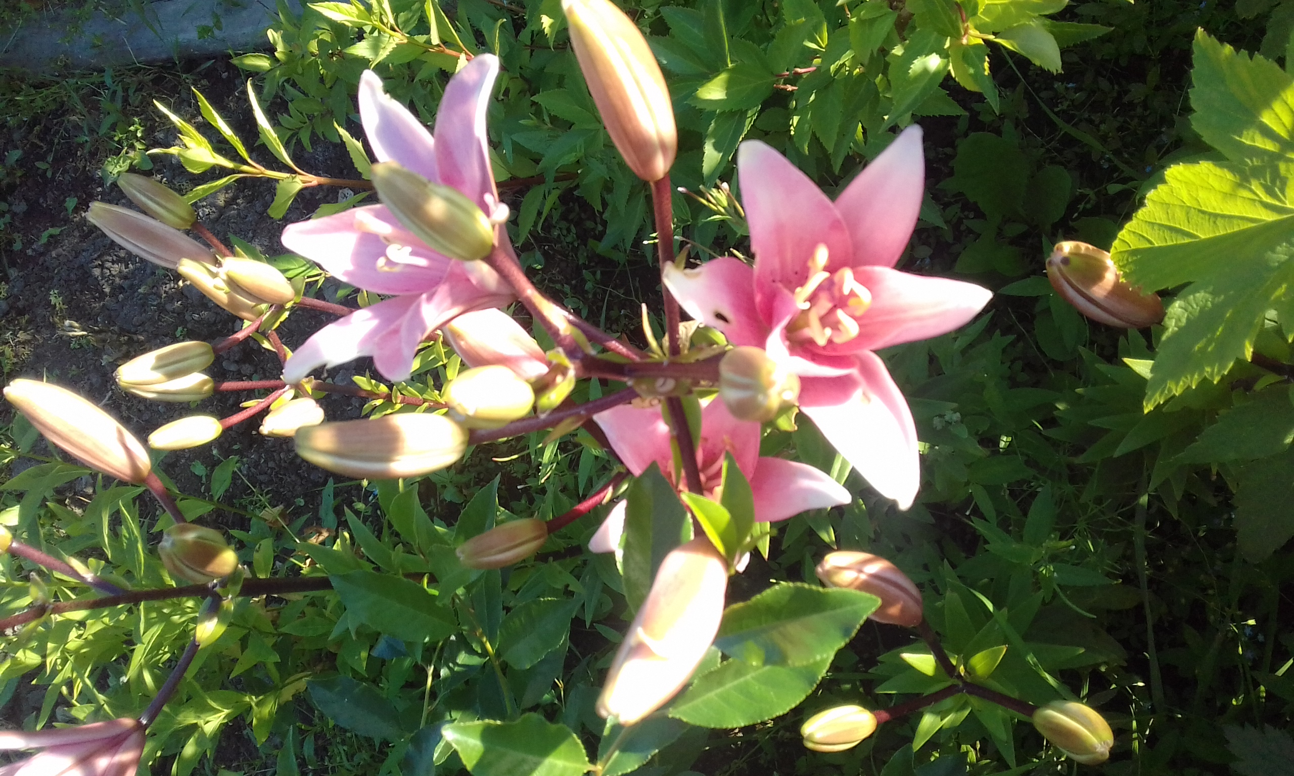 20180726_075528.jpg