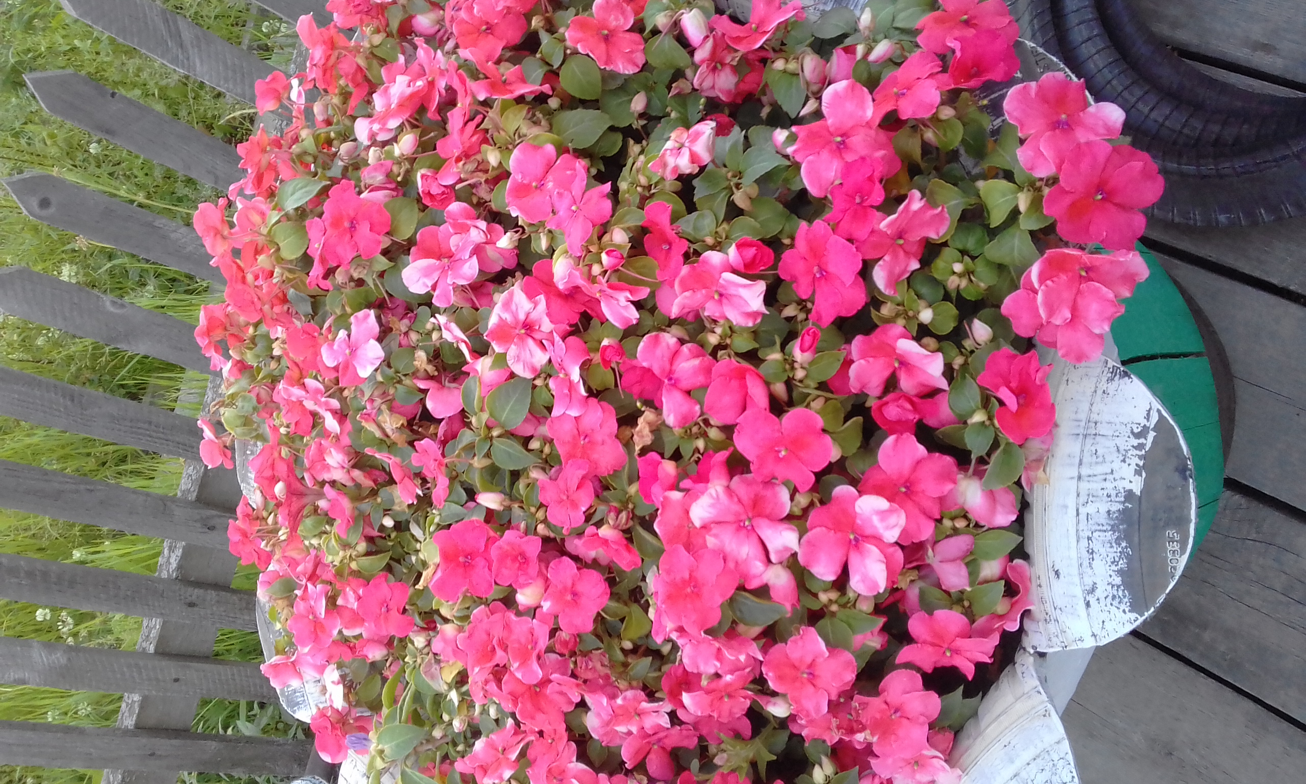20180726_083906.jpg