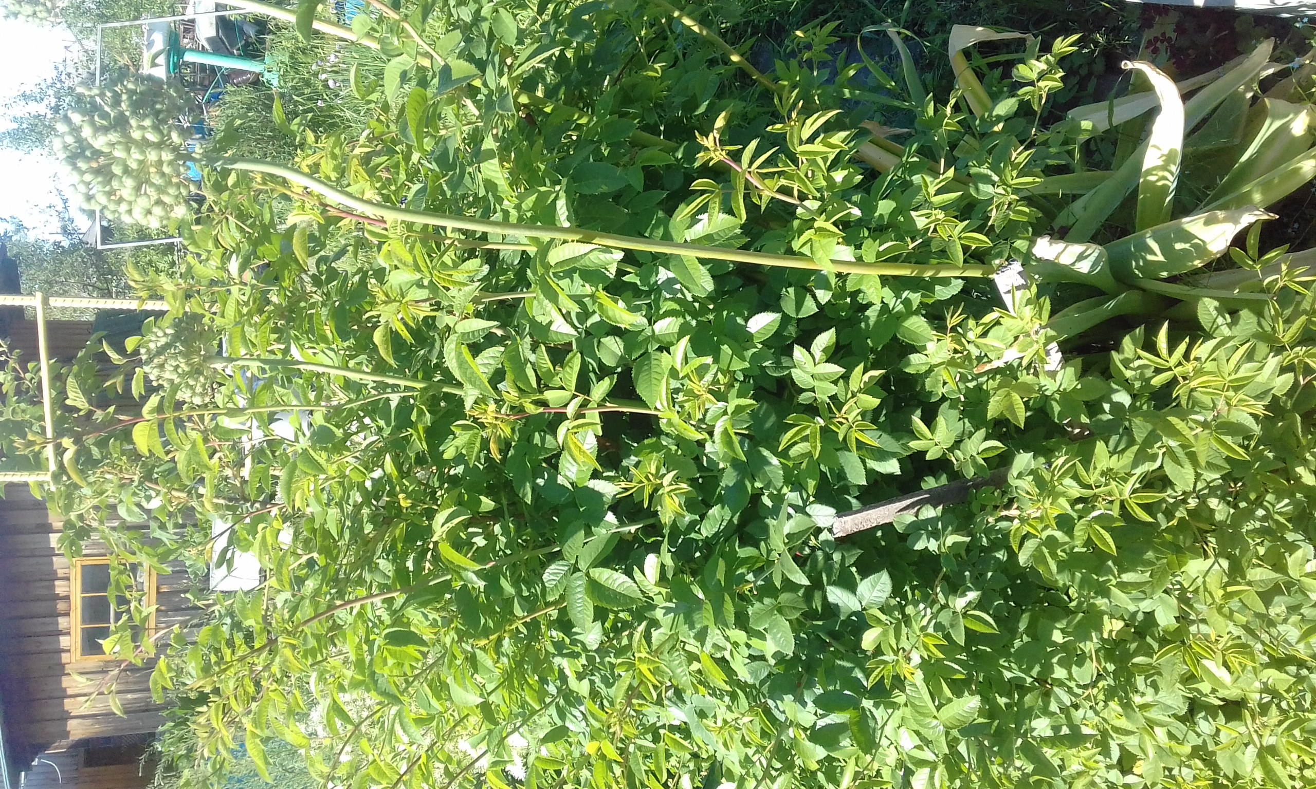20180707_172549.jpg