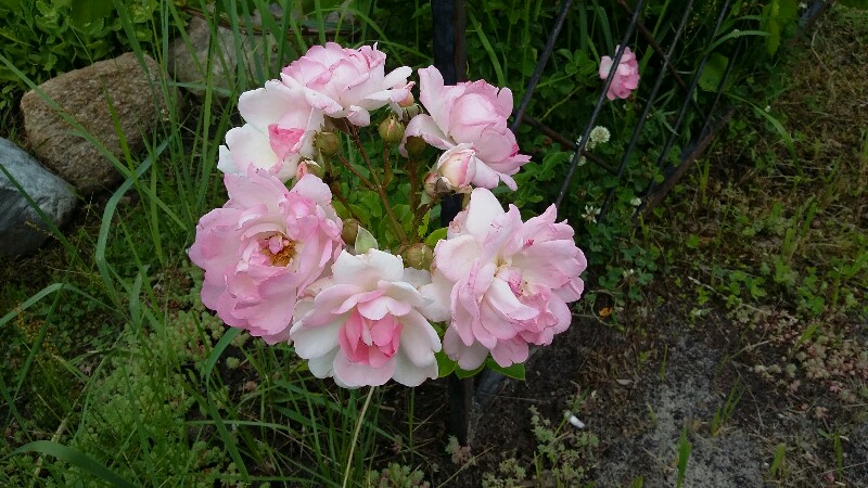 20190630_144518-800x450.jpg