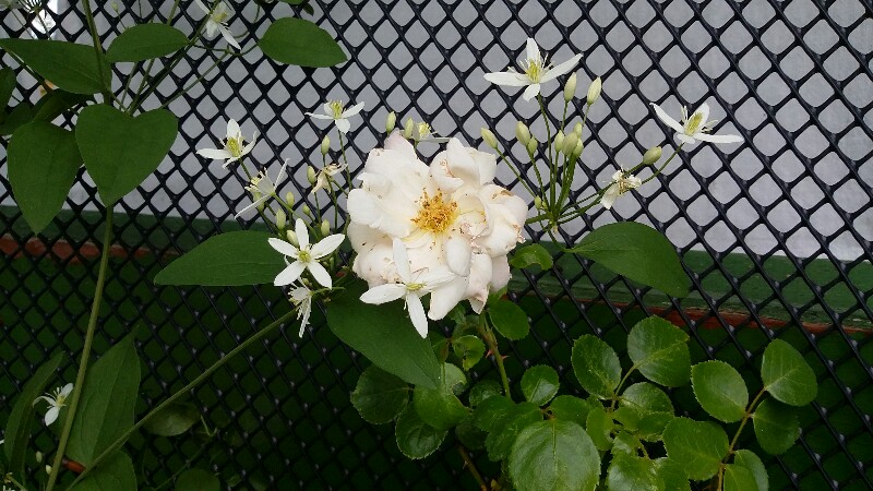 20190630_144452-800x450.jpg