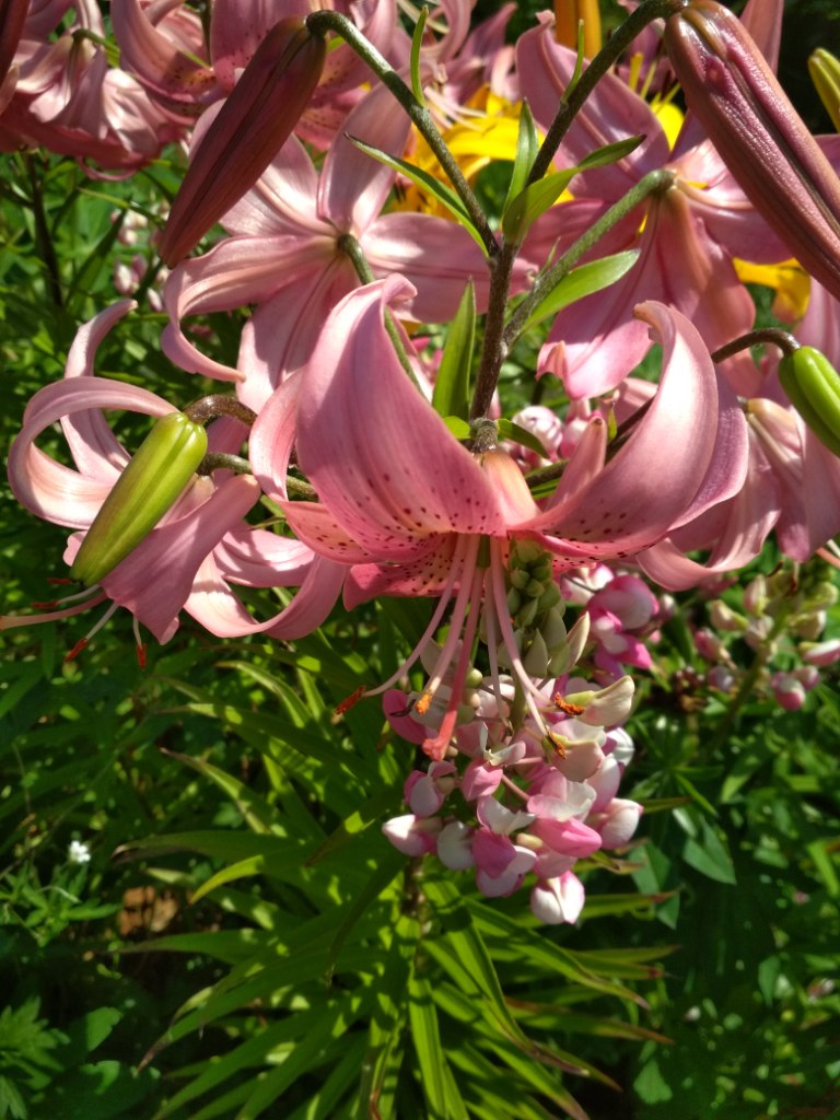 IMG_20190718_123849.jpg