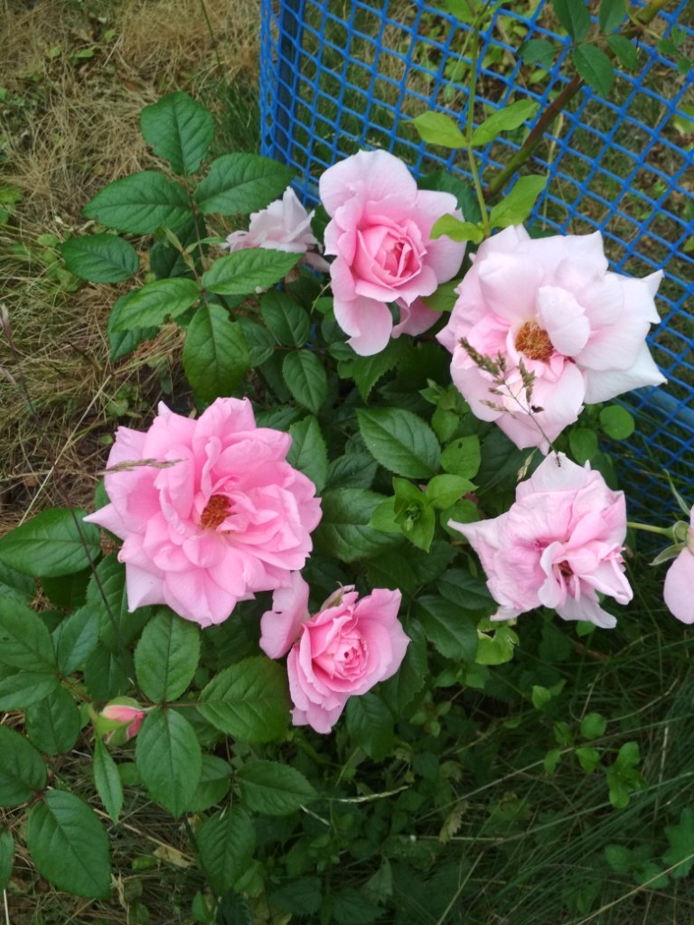 IMG_20190714_204418.jpg