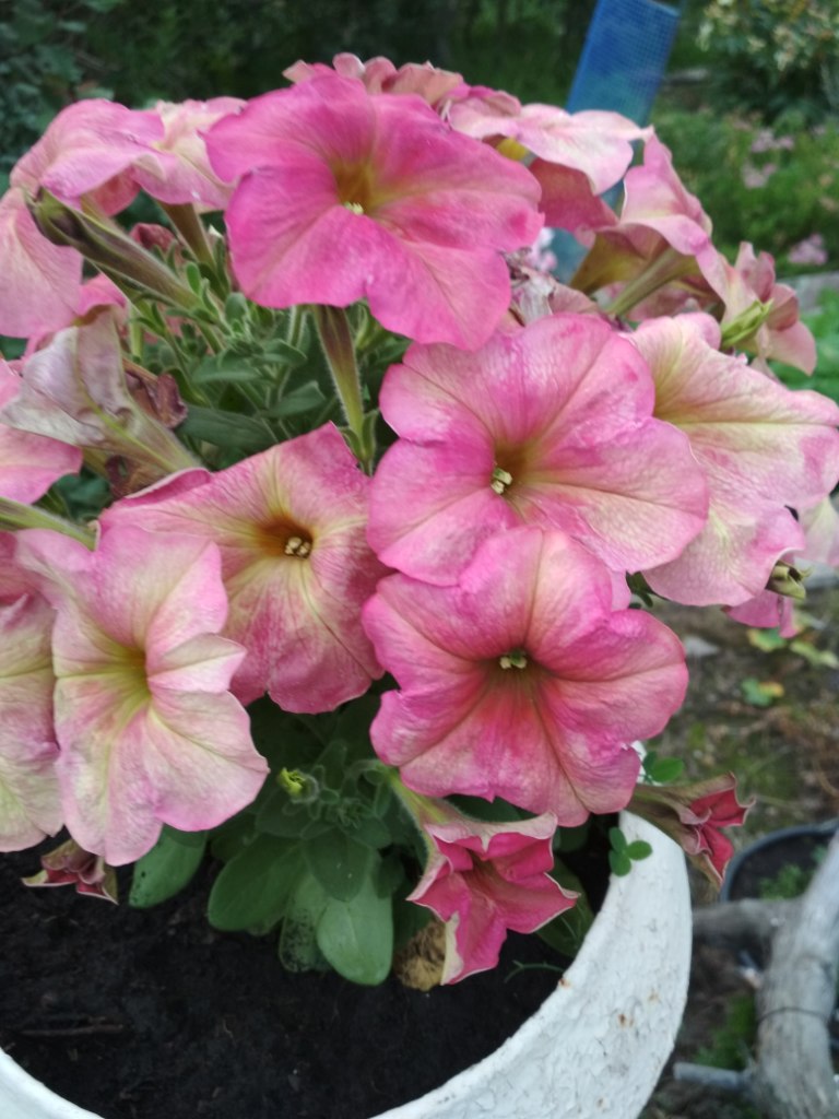 IMG_20190714_204249.jpg