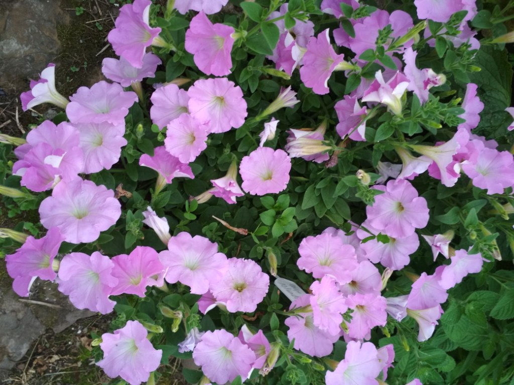 IMG_20190714_204305.jpg