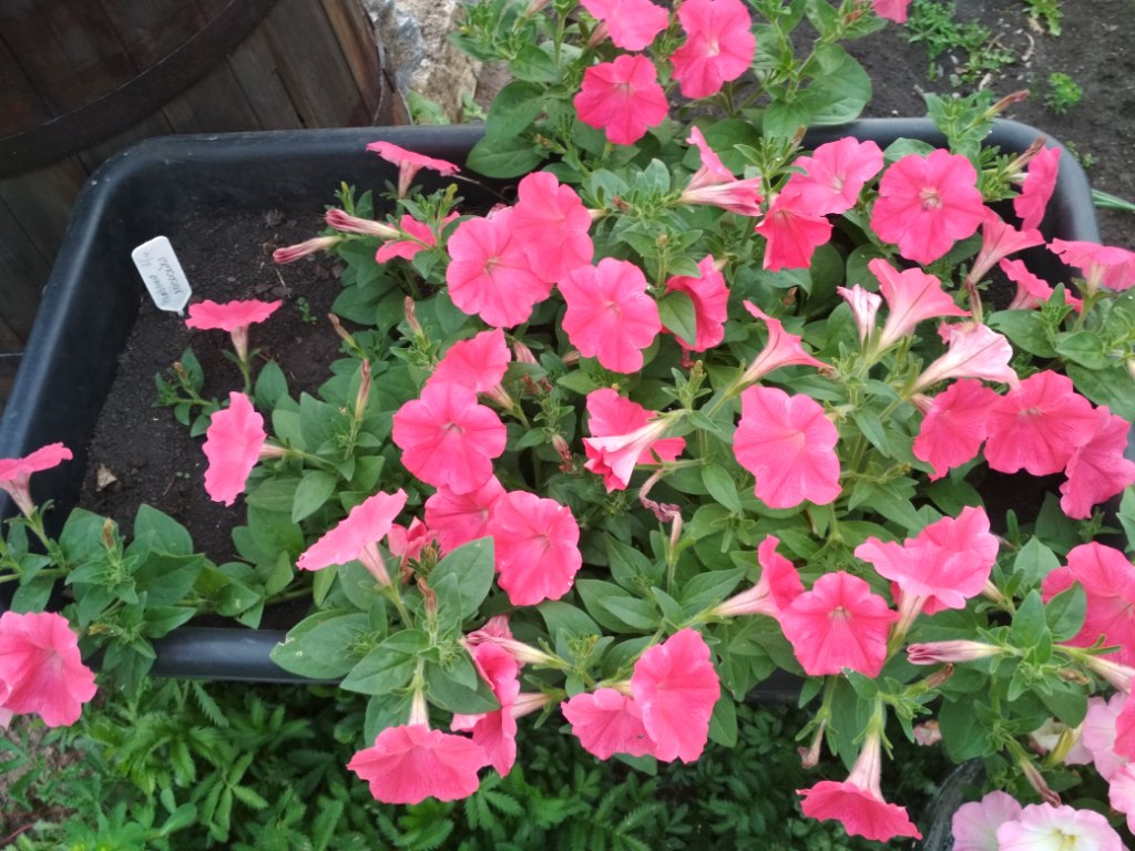 IMG_20190714_204136.jpg