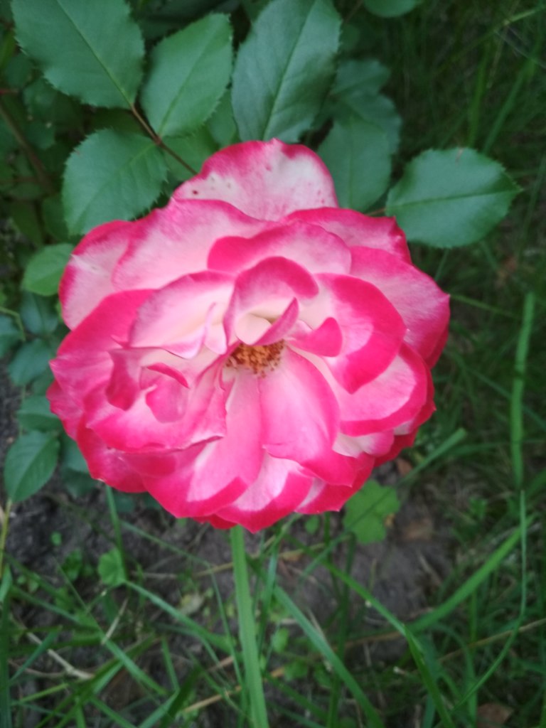 IMG_20190714_204347.jpg