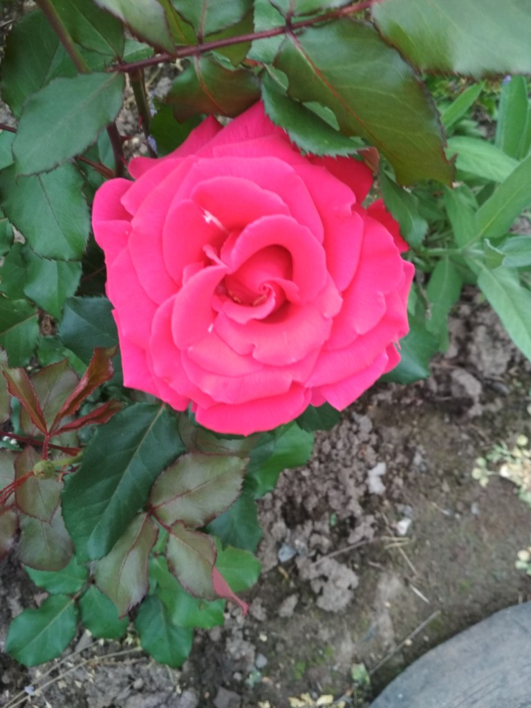 IMG_20190714_204241.jpg