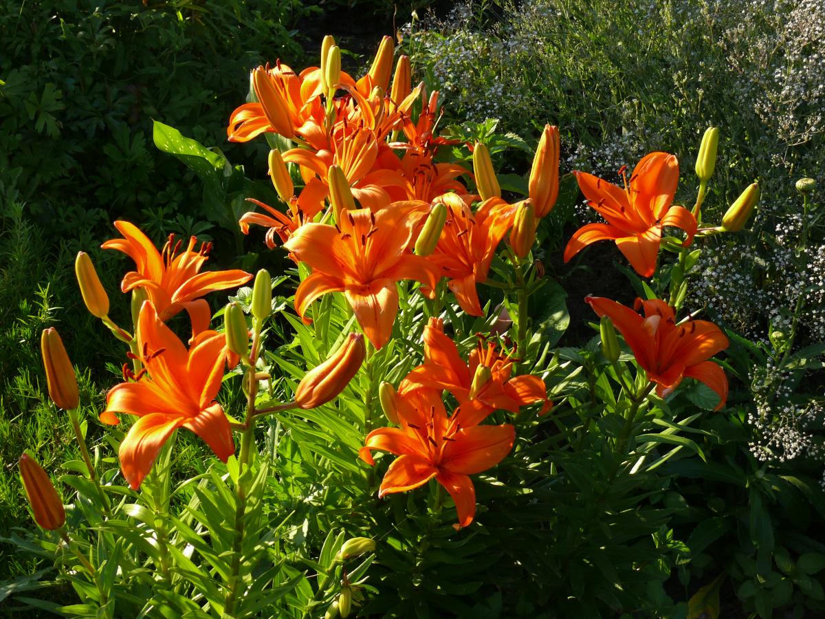 P1200720.JPG