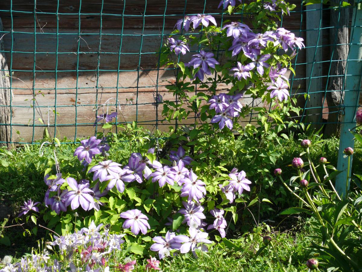 P1200339.JPG