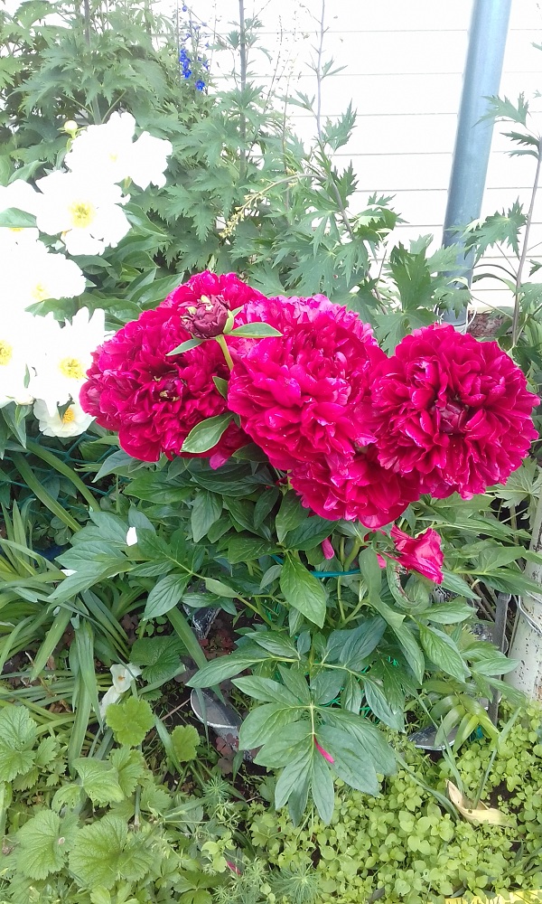 20190707_134942.jpg