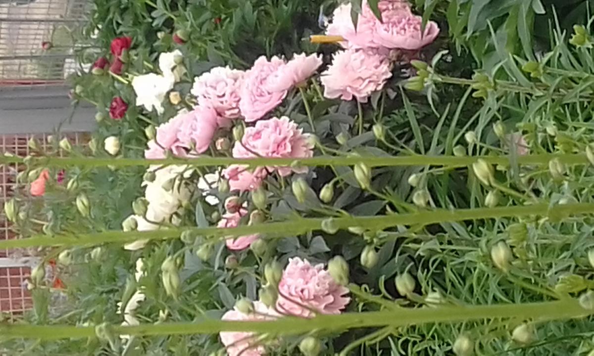 20190703_201220.jpg