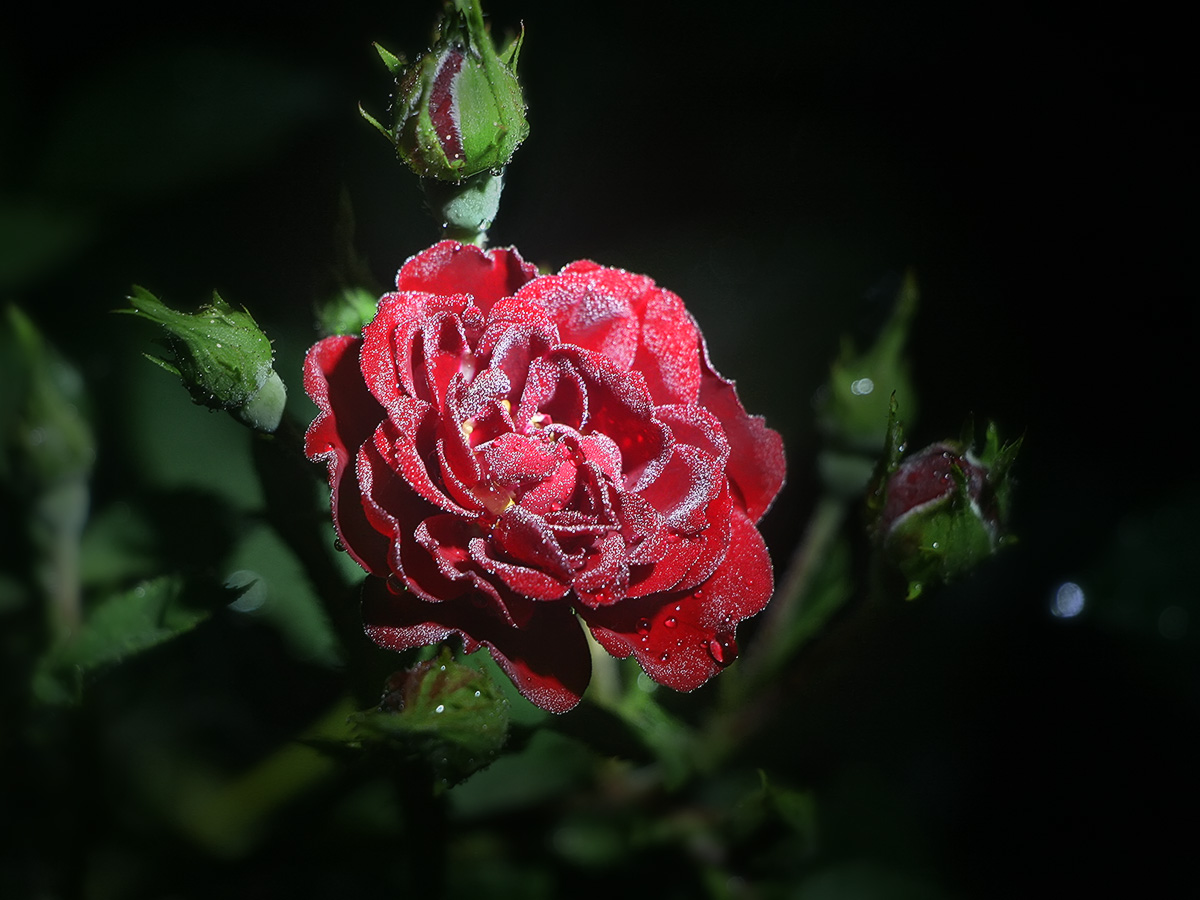 IMG_0681_sm.jpg