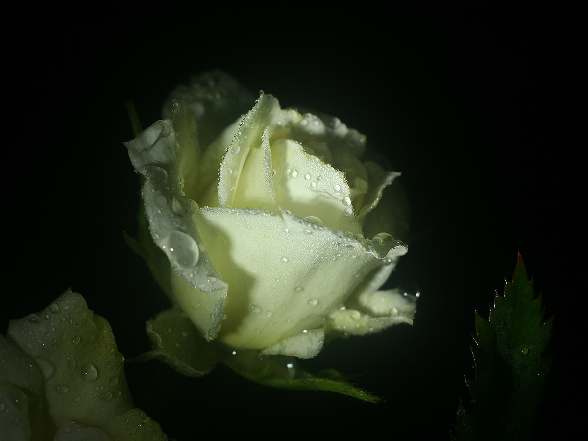 IMG_0739_sm.jpg