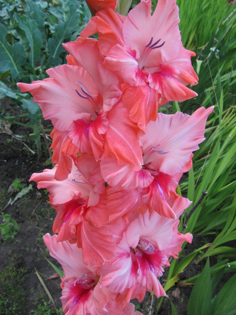 gladiolusy-na-uchastke-41.jpg